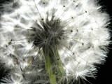 3-13-2011 Lighted Dandelion 1.jpg