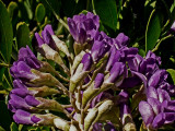 3-4-2012 Mountain Laurel Blooms 2.jpg