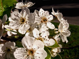 3-5-2012 Bradford Pear Tree flowers.jpg