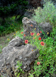 4-29-2012 Flowers Among the Boulders.jpg
