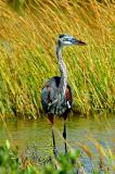 10-2005 Young Tri-colored Heron.JPG