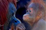10-9-2005 Orangutans.JPG
