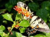 swallowtail3.JPG