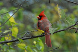 Immature male cardinal