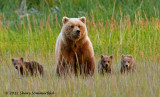 2012 Bear & Puffin PhotoTour - Lake Clark National Park, Alaska