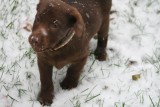 hannah in the snow