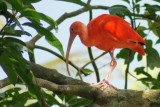 Bright orange