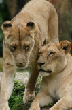 Lionesses