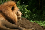 In the jungle, the mighty jungle...