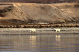 Polar bears...