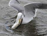 5-4-2012 gull and fish_6074.JPG