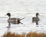 12-21-07 pintails_5496.JPG