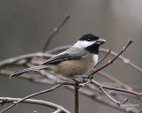 12-28-07 blackcapped chickadee w seed_5781.JPG