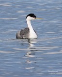 01-01-08 Western Grebe_5905.JPG