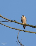 1-15-08 peregrine falcon_6527.JPG