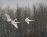 1-15-08 trumpeters_6359.JPG