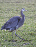 1-13-08 great blue_6130.JPG