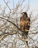 1-13-08 im eagle in nest tree_6230.JPG