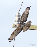 1-13-08 red tail_6161.jpeg