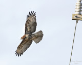1-13-08 red-tail_6162.jpeg