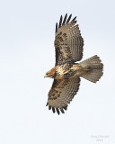 1-13-08 red-tail_6163.jpeg