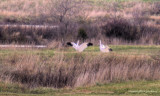 Rare Whooping Crane