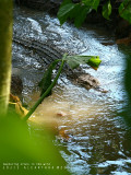 endangered Crocodylus mindorensis