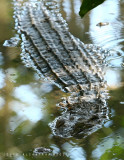 endangered Crocodylus mindorensis