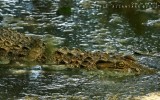 Crocs in the wild