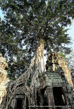 Ta Phrom, Angkor