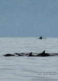 Chasing Dolphins (Mati)