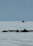 A pod of dolphins in Mati waters