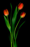Tulips_I-Marsha_Tudor