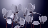 Moonlight_Cyclamen-Marsha_Tudor