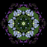 Mandala_Blue-Marsha_Tudor