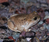 Chihuahuan Desert Spadefoot (Spea multiplicata)