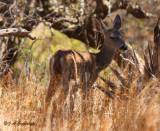 young Mule Deer (Odocoileus hemionus)