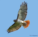 Red-tailed Hawk (B.j. fuertsii)