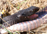 Eastern Coachwhip in the grip.