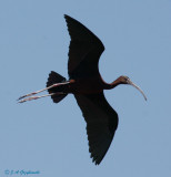 Plegadis ibis hybrid--banded