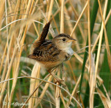 Sedge Wren