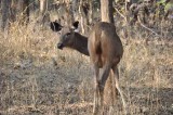 Sambar deer.JPG