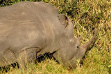 oxpecker in rhino ear.JPG
