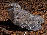 Tawny Frogmouth