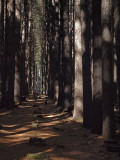 Hiker in the Sugar Pines