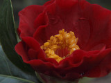 Soft Camellia