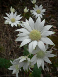 Native Flower - Flannel Flower 1