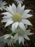 Flannel Flower 2