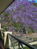 Jacaranda Veranda