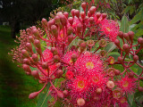 Flowering Gum Tree on a Dull Day Wednesday Arvo 2